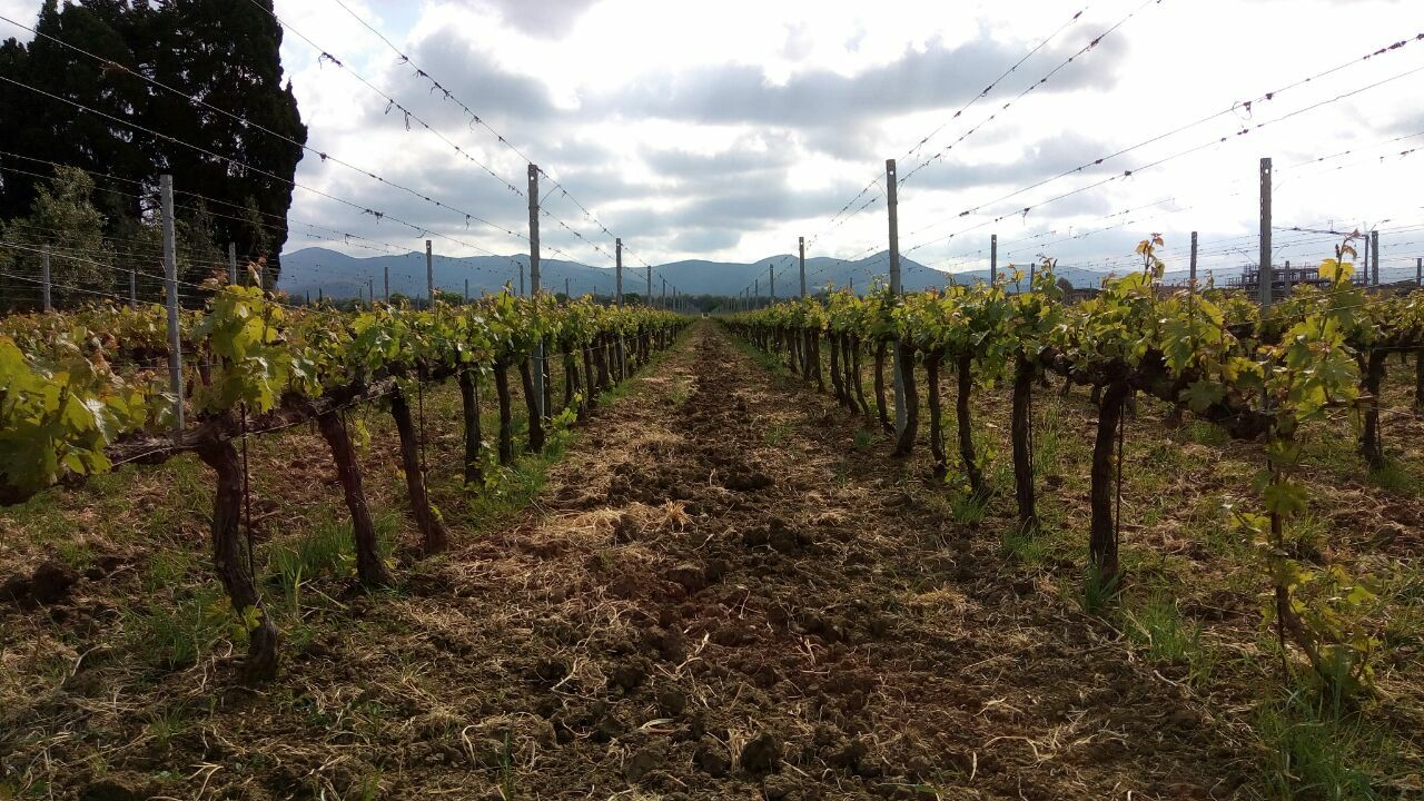 Vigne al Tramonto