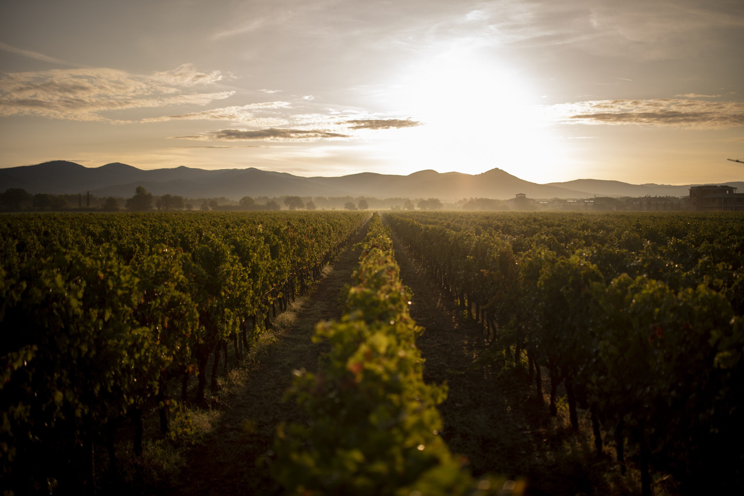 Vigne al Tramonto